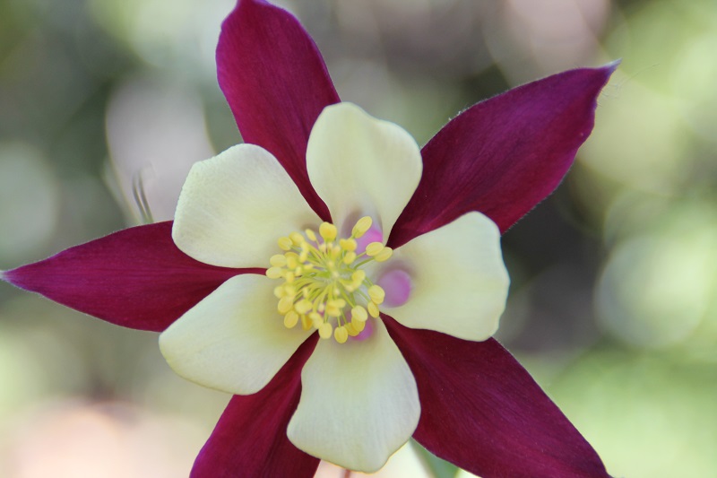 flor 2