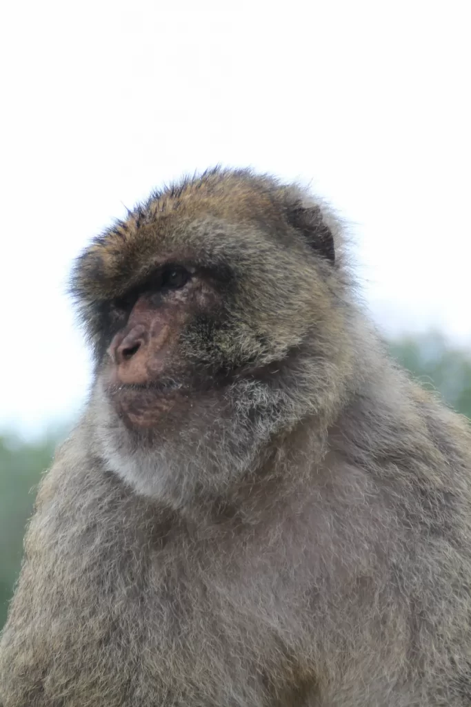 Macacos de Gibraltar